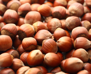 Fresh hazelnuts