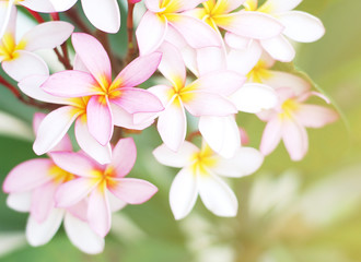 Pink frangipani flowers with green leaves background