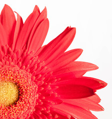 Red flower