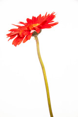 Red flower