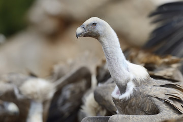 Griffon vulture portrait with others in background