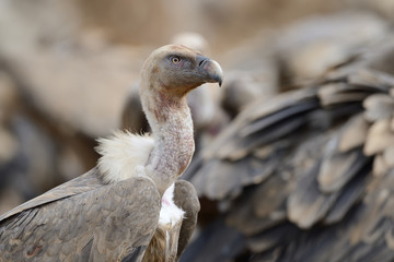 Griffon vulture portrait with others in background