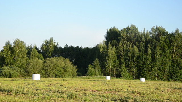 Panorama of polythene wrapped grass bales fodder for animal