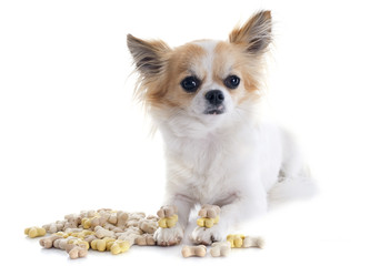 chihuahua and dog food