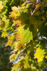 Autumn leaves with the blue sky background