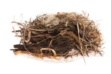 Detail of bird eggs in nest