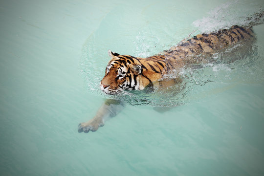 Fototapeta tiger