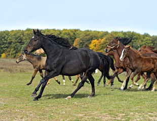 Fototapeta premium Horse