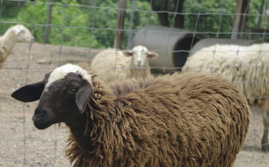 brown and white sheep close up with pluffy fur