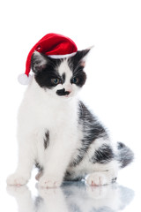 adorable little kitten in a santa hat