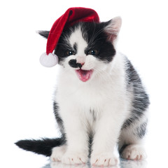 meowing kitten in a santa hat