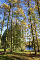 Fototapeta premium autumn larch trees