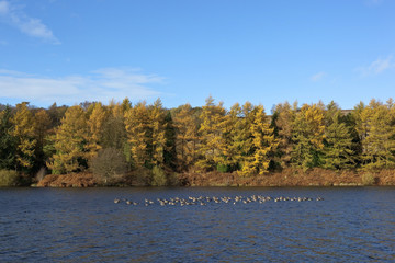 Obraz na płótnie Canvas greylag geese and fall colors