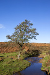 moorland alder tree