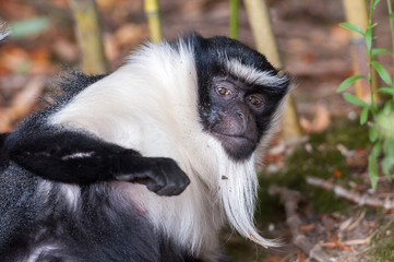 Obraz premium Singe cercopithèque diane de roloway