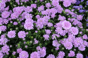 Lilac Flowers