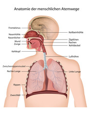 Anatomie der menschlichen Atemwege - obrazy, fototapety, plakaty