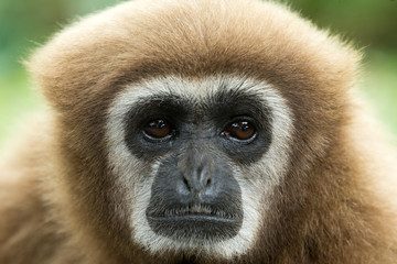 gibbon