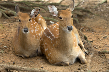 deer