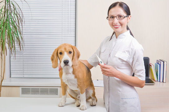 Veterinarian measures the body temperature of a dog