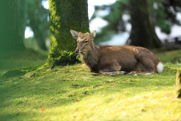 Deer in Nara park japan