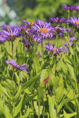 Berg-Aster