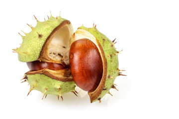 Horse chestnut in opened natural shell