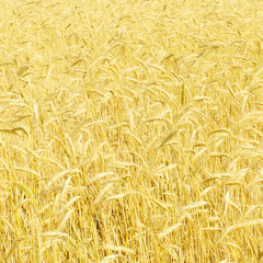 rye