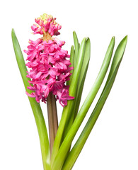 Fototapeta premium hyacinth