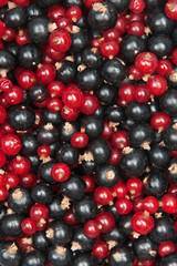 redcurrant and  blackcurrant