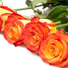 roses