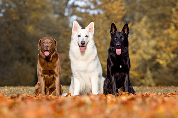 3 Hunde zeigen ihre Zunge