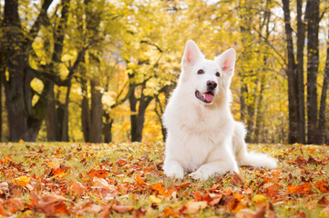 Weisser Schäferhund im goldenen Herbstwald