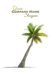 Obraz premium Palm tree rendering