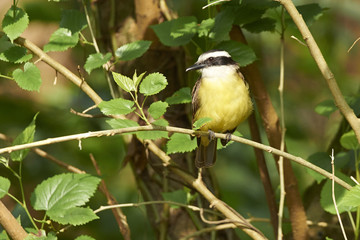 Schwefeltyrann