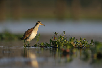 Wattled jacana, Jacana jacana,