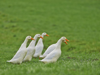white geese walk on the field
