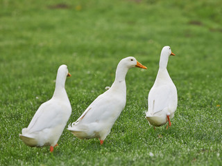 white geese walk on the field