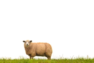 Acrylic prints Sheep Mature sheep isolated on white