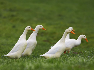 white geese walk on the field