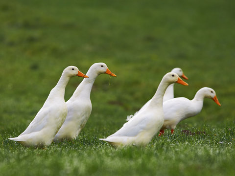 white geese walk on the field