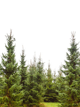 Pine Tree Forest Isolated On White