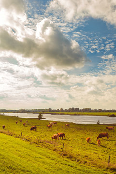Farmland alongside the Dutch river IJssel
