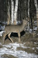 White-tailed deer, Odocoileus virginianus