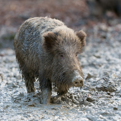 Wildschwein, Wild boar, Sus scrofa