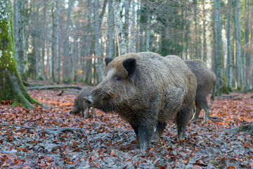 Wildschwein, Wild boar, Sus scrofa