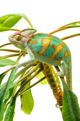 One Yemen chameleon