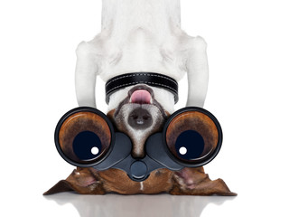 binoculars dog
