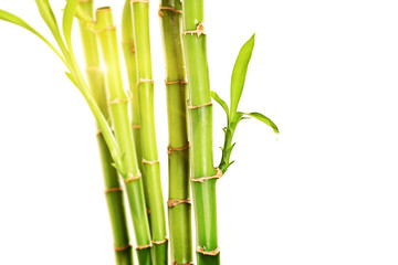Studio shot of green stalks of bamboo with leaves