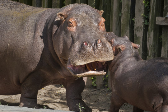 Hippo's family 6